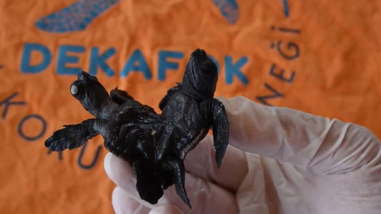 Siyam ikizi Caretta caretta yavrusu bulundu
