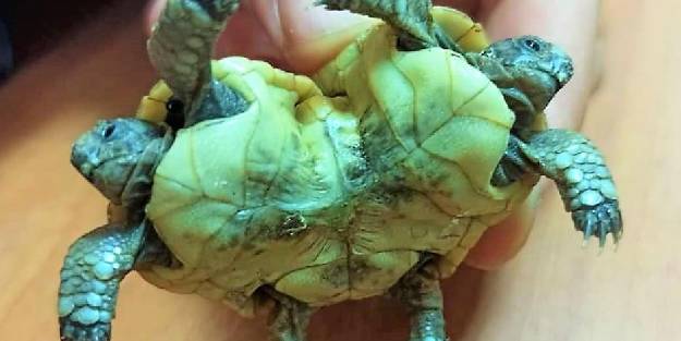 Siyam ikizi kaplumbağa şaşkınlığı!