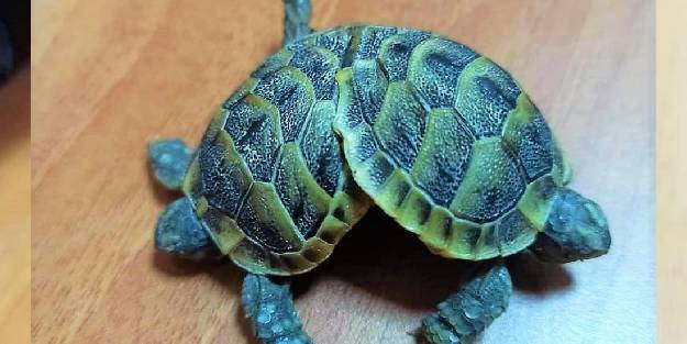 Siyam Ikizlerinin Isimleri belli 0ldu