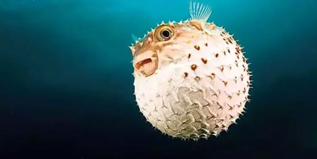 Siyanürden 1200 kat etkili zehre sahip! Avlayan balıkçılara para ödenecek