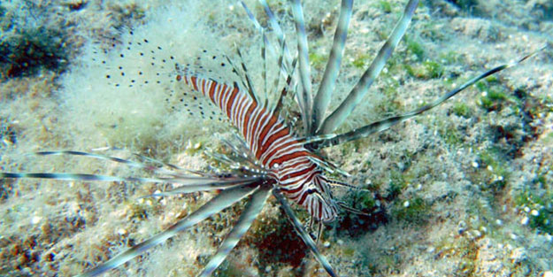 Siyanürden daha tehlikeli! Akdeniz'i istila ettiler