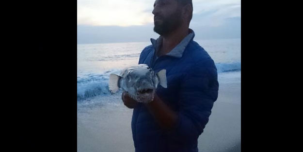 Siyanürden daha zehirli… Alanya'da sahile vurdu!