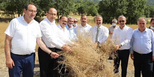 Siyez buğdayı ve çörek otunda hasat zamanı