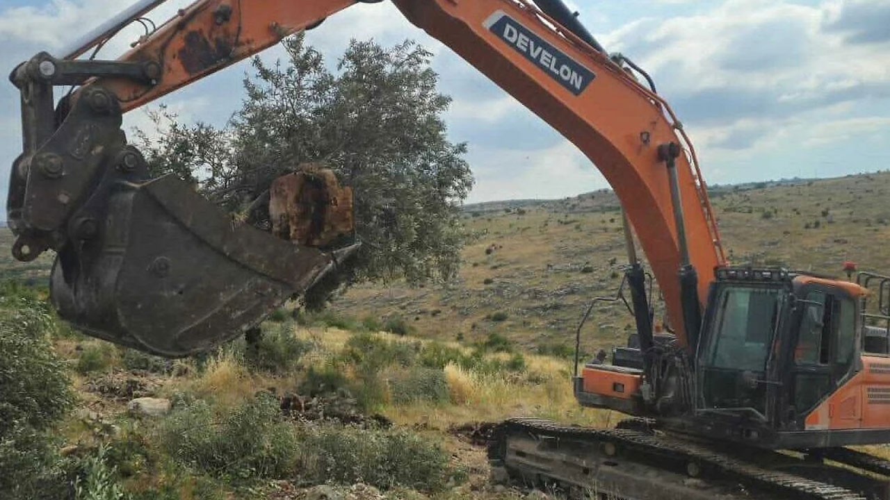 Siyonist alçaklar ağaçları bile kökünden söktü