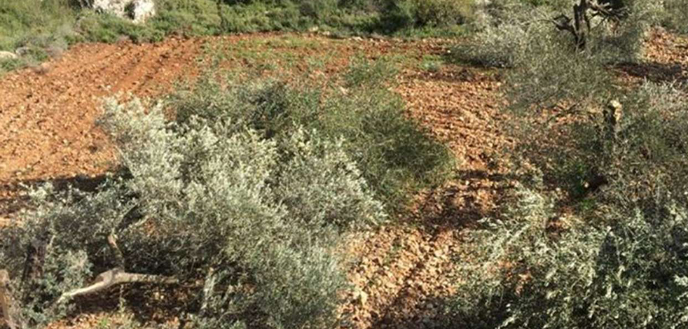 Siyonist işgalciler Filistinlilere ait zeytin ağaçlarını kesti