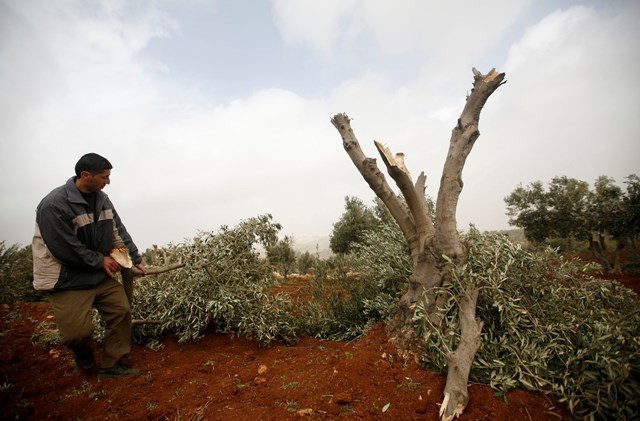 Siyonistler, Filistinlilerin 300 zeytin ağacını söktü