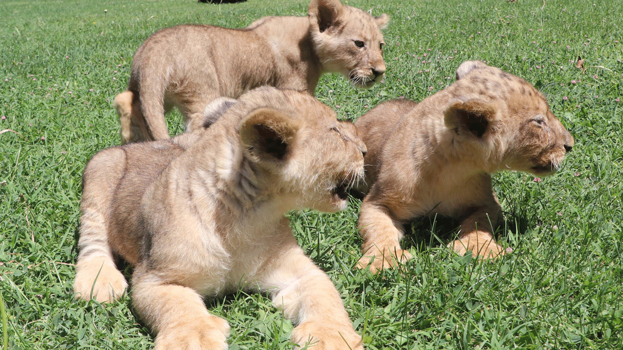 ‘Siz bu ümmetin Aslanısınız’ denilerek Cumhurbaşkanı Erdoğan'a hediye edilen aslanların 3 yavrusu daha dünyaya geldi