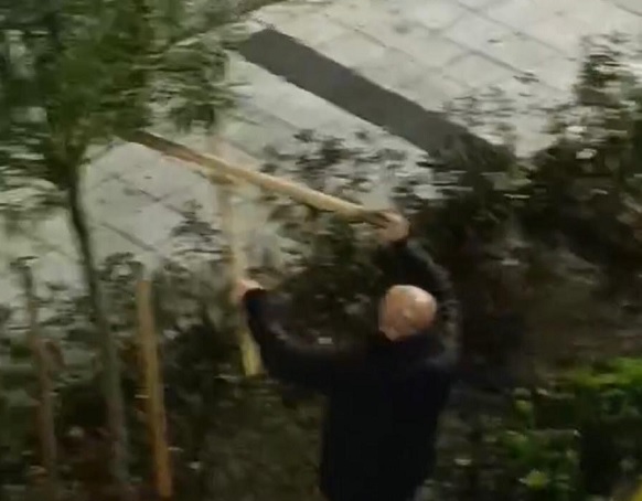 Siz daha önce ağaç döven gördünüz mü? Böyle kavga daha önce görülmedi!