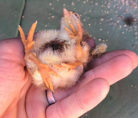 Siz daha önce böyle civciv gördünüz mü?