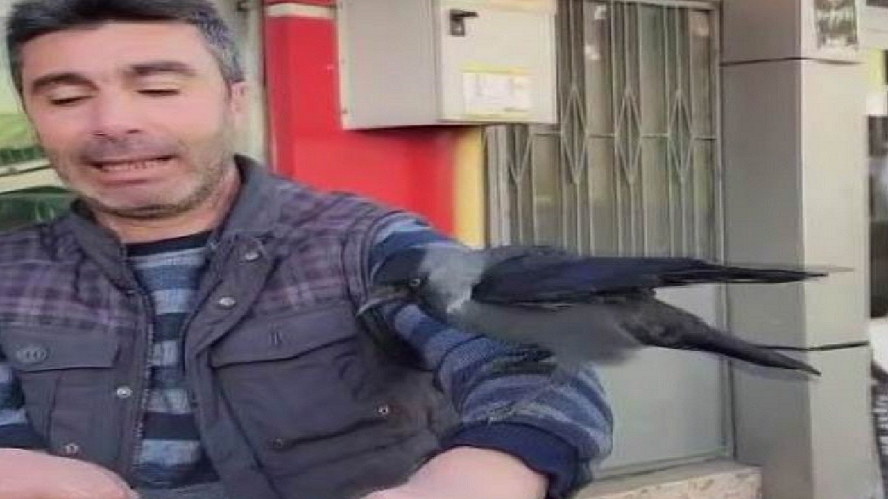 Siz daha önce öpücük atan bir karga gördünüz mü?