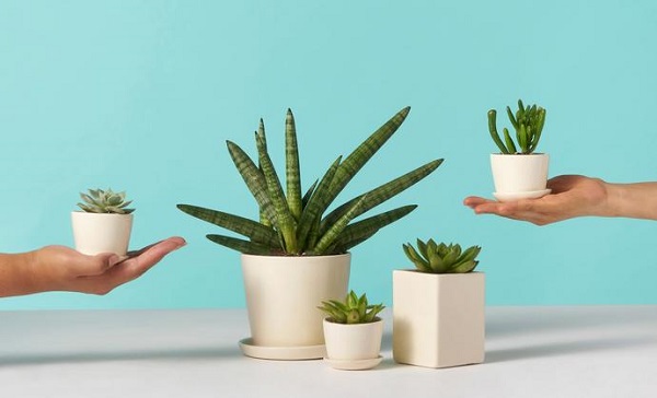 Siz, evde yokken çiçeklerinizi kim sulayacak?