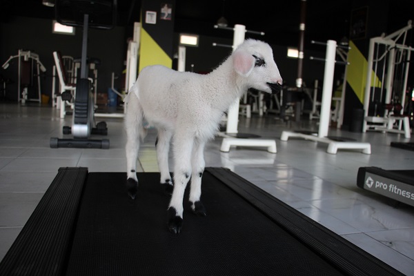 Siz hiç spor yapan kuzu gördünüz mü?