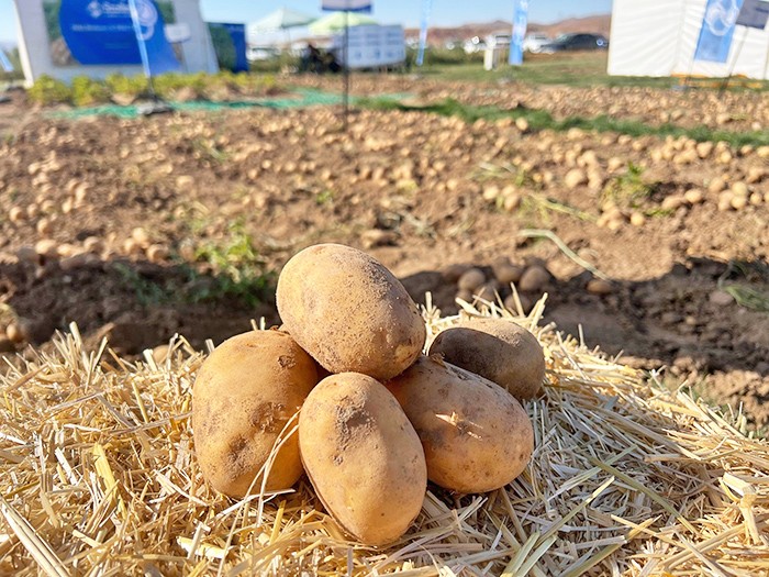 Sizce kaç çeşit patates vardır? Şaşıracaksınız