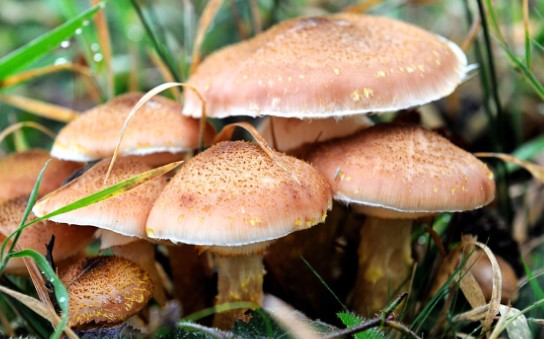 Sizin de başınıza gelebilir: Mantar yiyen 5 kişi zehirlendi!