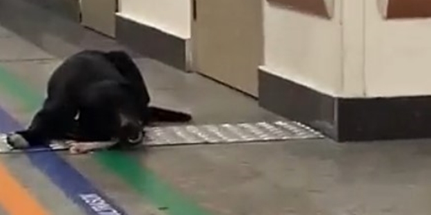 Skandal başıboşluk halk sağlığını tehdit ediyor! "Burası hastane mi, pislik yuvası mı?"