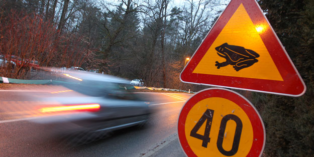 Dikkat kurbağa çıkabilir!