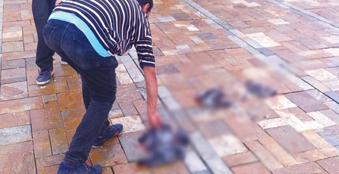 Şoför ezdiği kuş başına 526 lira ceza aldı