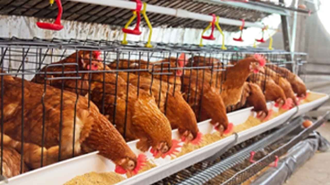 Sofralar şenleniyor! Tavuk eti ve yumurta üretiminde devasa rakamlar açıklandı!