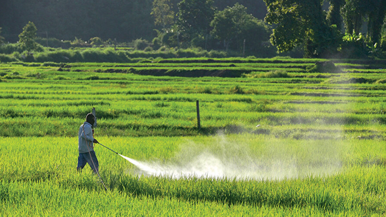 Sofralardaki tehlike! Ani kalp krizi, kanser, zeka geriliği: Pestisit kabusu büyüyor!
