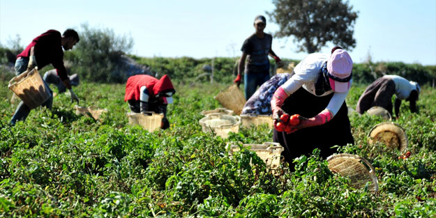 Sofraların vazgeçilmezi ancak tarla fiyatı ile tezgah fiyatı arasında dağlar kadar fark var