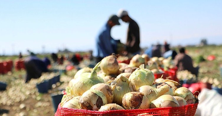 Soğan fiyatları dip yaptı! Görenler gözlerine inanamadı