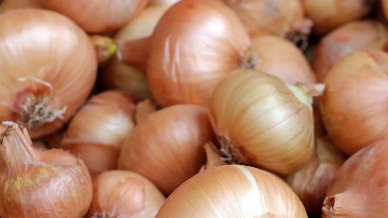  Soğan zehirler mi?