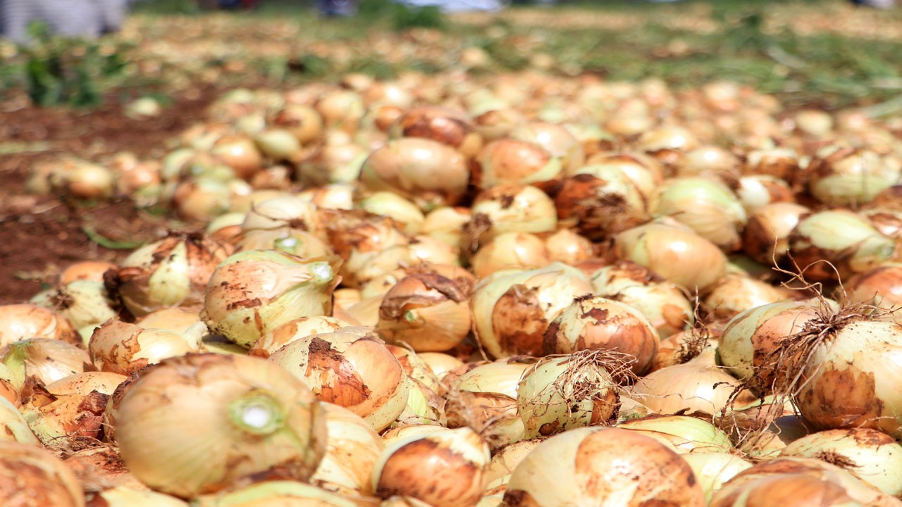 Soğan tarlada kaldı! Fiyatlar düştü