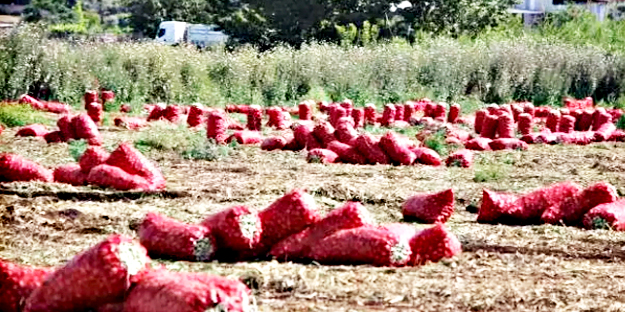 Soğancılar bu haberimiz size gelsin! Şimdi hangi argümanı ortaya koyacaksınız acaba...