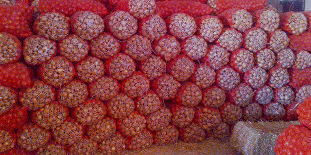 Soğanda fiyat düştü