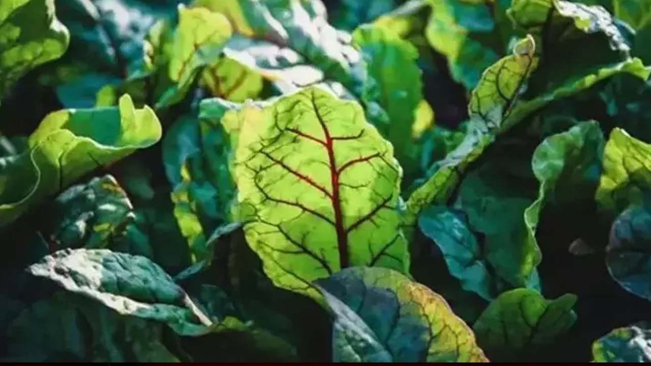 Soğuk algınlığı ve gribi yok eden bitki! Bağırsakları makine gibi çalıştırıyor!
