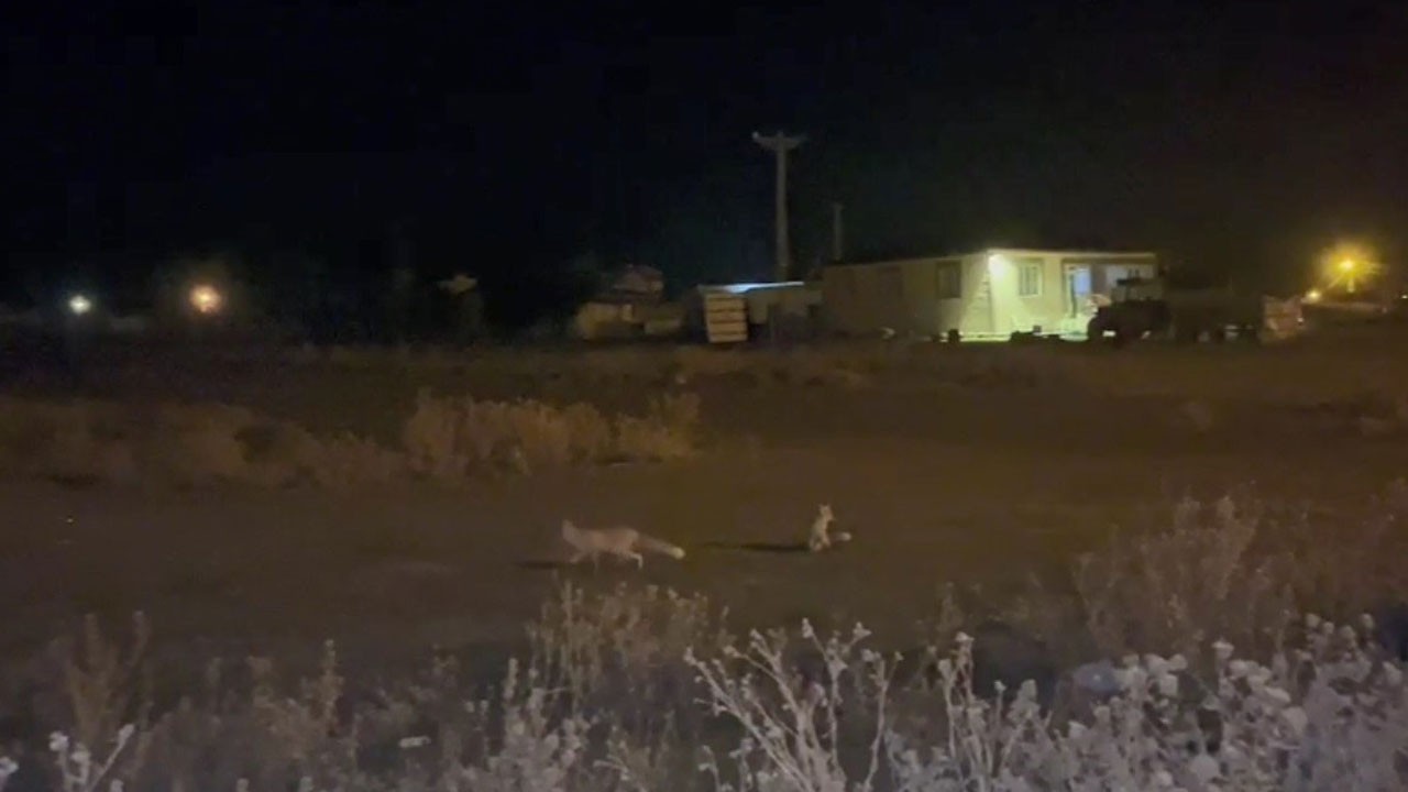 Soğuk bastı, tilkiler köye indi!