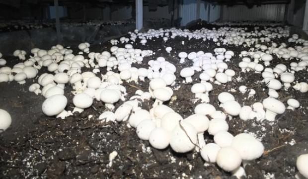 Soğuk hava deposunu mantarhane yaptı