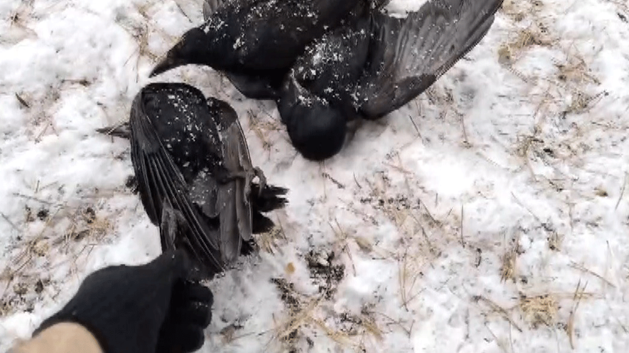 Soğuk hava Erzincan’da etkisini gösterdi! Kargalar donarak öldü