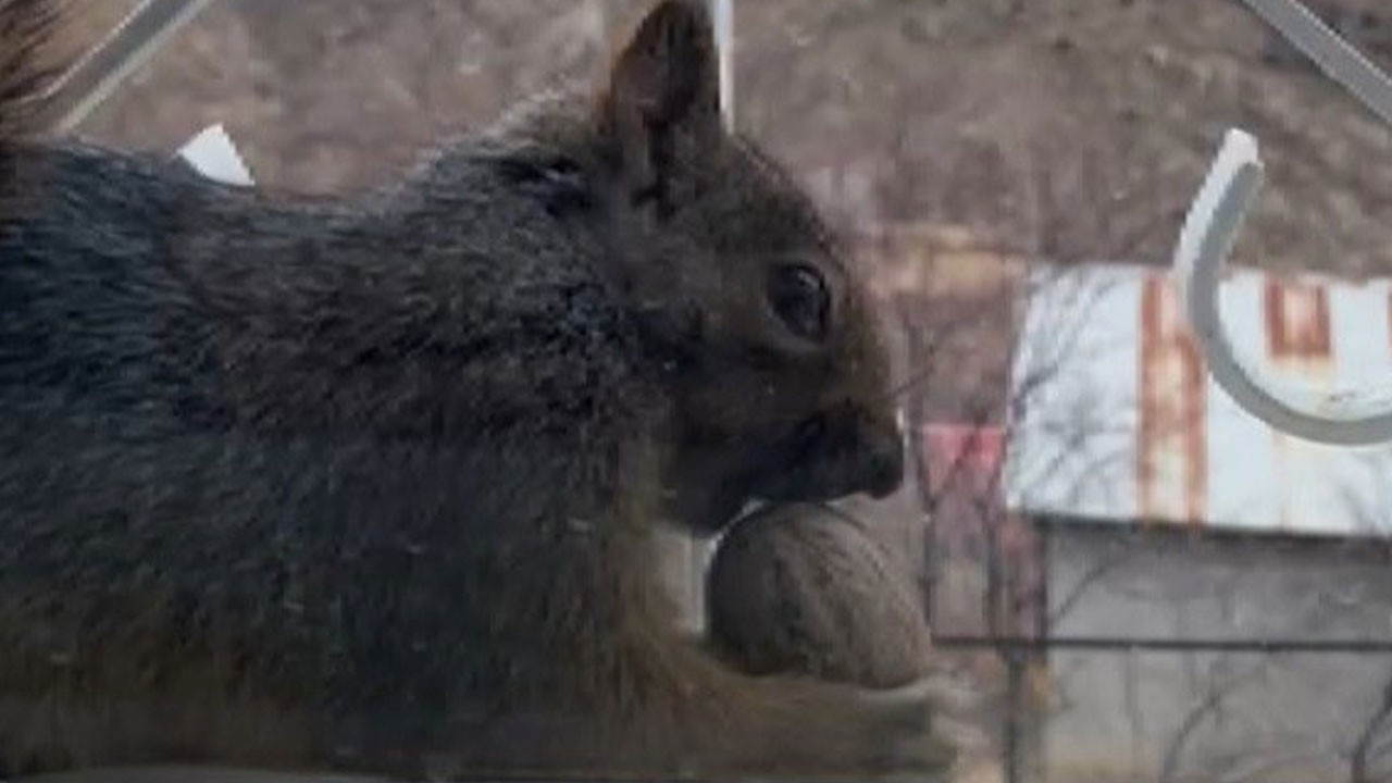 Soğuk hava etkiledi! Aç kalan sincaplar çareyi bu yöntemde buldu