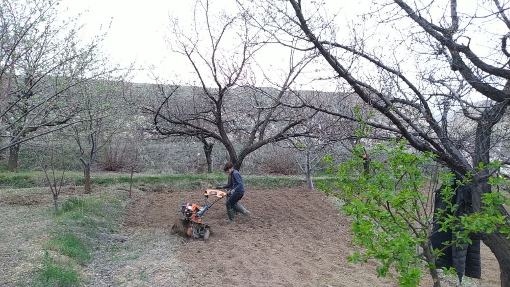 Soğuk hava kayısıyı vurdu 