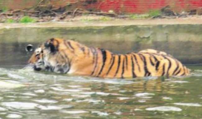 Soğuk hava Sibirya kaplanına yaradı