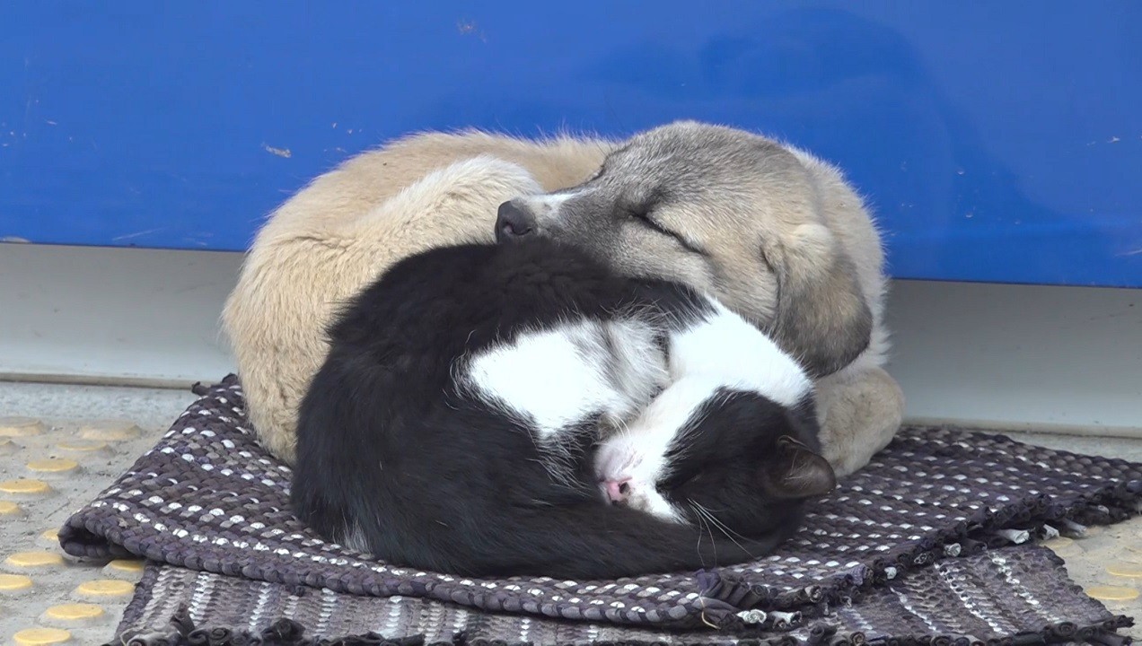 Soğuk havada yürekleri ısıtan görüntü