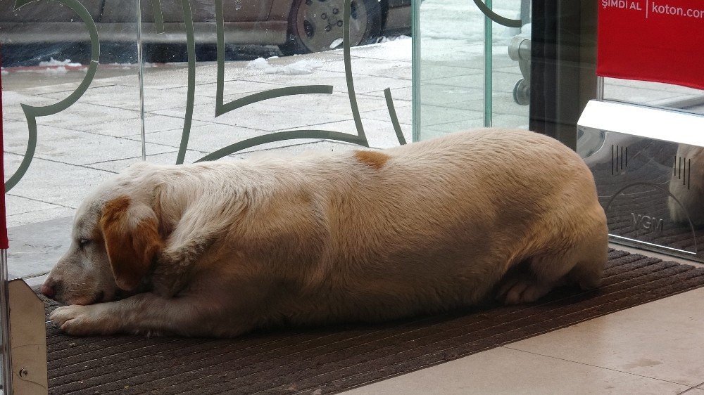 Soğukta üşüyen köpek mağazanın sıcak kliması altında uyuya kaldı 