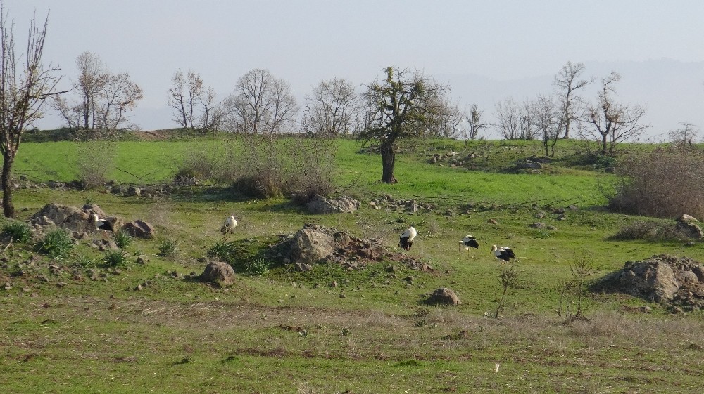 Soğuktan etkilenen leyleklere belediye kontrolü 