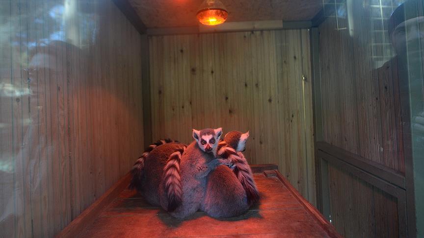 Soğuktan korumak için ısı veren lamba kullanıyorlar