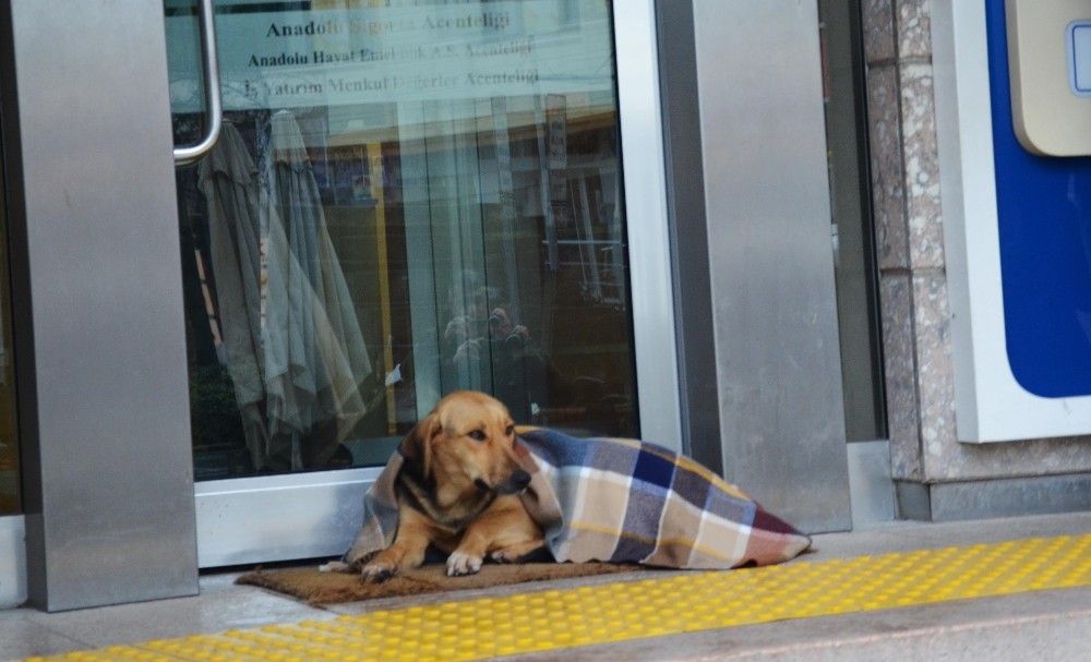 Soğuktan üşüyen köpek şalla örtüldü 