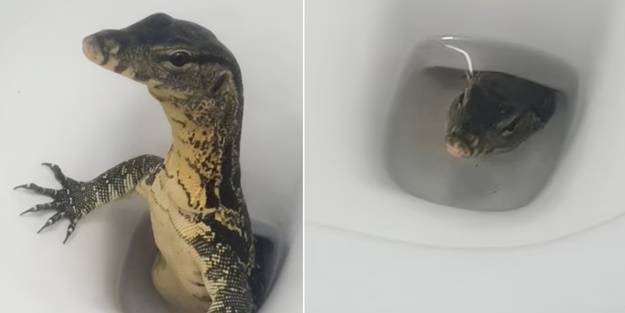 Şok görüntü! Klozetten çıktı