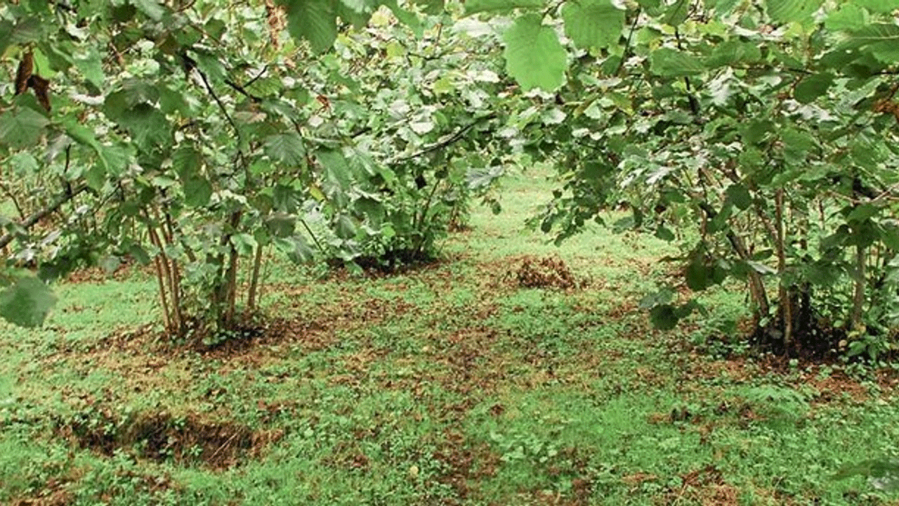 Şok hırsızlık! Bir gecede fındık bahçesini boşalttılar