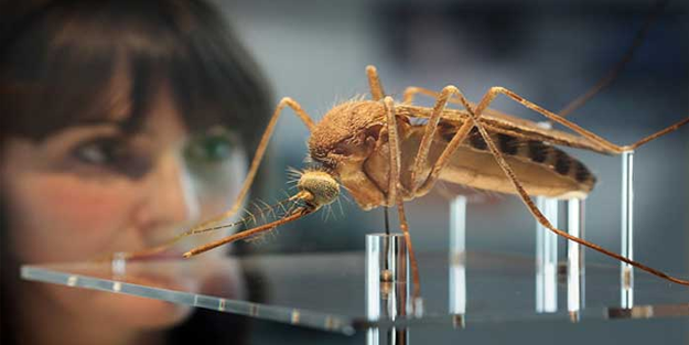 Şok olacaksınız: Bill Gates’in sivrisinek fabrikaları! iddiası asılsız çıktı