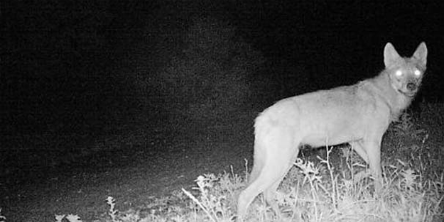 Şok oldular! İşte 25 köpeği yiyip tüm ilçeyi dehşete düşüren o hayvan…