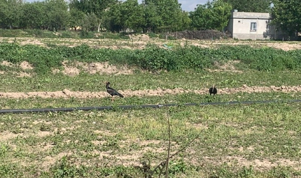 Sokağa çıkma kısıtlamasında nesli tükenen kelaynaklar tarlalara indi 