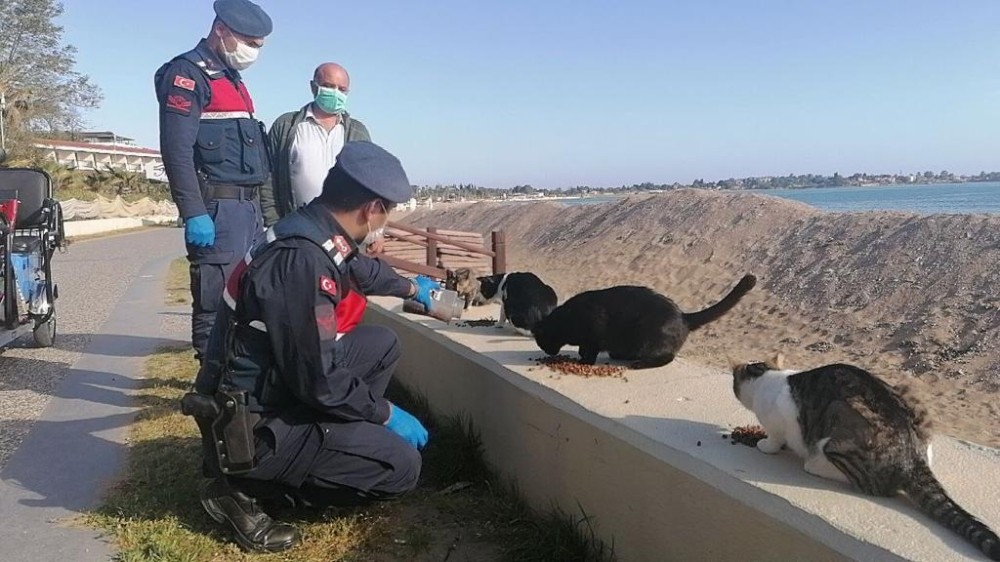Sokağa çıkma kısıtlamasında özel izinle kedilerini besledi 