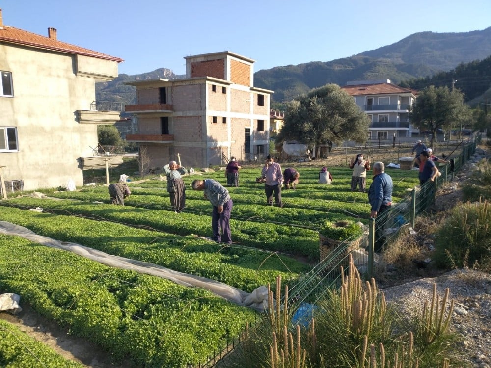 Sokağa çıkma kısıtlamasından muaf olan çiftçiler üretim başında 
