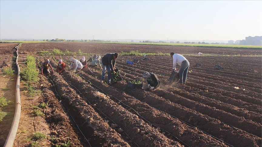 Sokağa çıkma kısıtlamasından muaf tutulan çiftçiler tarlanın yolunu tuttu