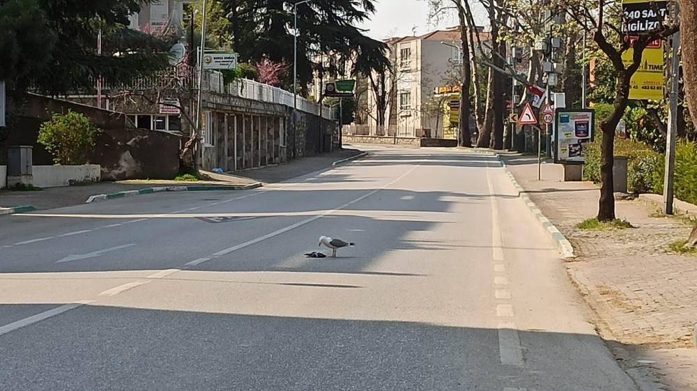 Sokağa çıkma yasağı geldi caddeler martılara kaldı 